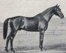 stallion Fritter (Trakehner, 1856, from Nobelmann AA)