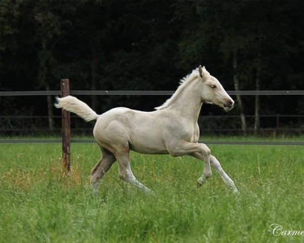 horse Mc Babe (Nederlands Rijpaarden en Pony, 2012, from McJonnas)