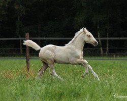 Pferd Mc Babe (Nederlands Rijpaarden en Pony, 2012, von McJonnas)