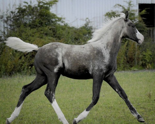 horse Charisma (Scottish Sports Horse, 2007, from McJonnas)