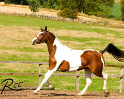 Zuchtstute Petulance M (KWPN (Niederländisches Warmblut), 1997, von Samber)