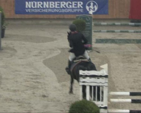jumper Caatingas (Hanoverian, 2003, from Contendro I)