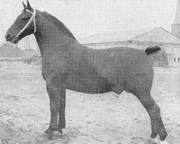 stallion Frelonus (Groningen, 1941, from Godehard)