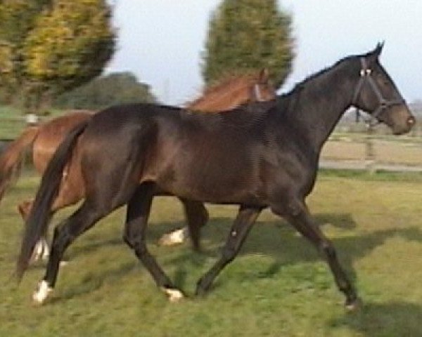 horse Louis Lennox (Oldenburg, 2005, from Laudabilis)