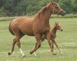 broodmare Userina (KWPN (Royal Dutch Sporthorse), 2001, from Nairobi)