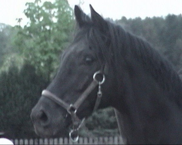 stallion Ocasa xx (Thoroughbred, 1995, from Lagunas xx)