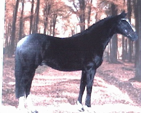 stallion Ocos xx (Thoroughbred, 1980, from Frontal xx)