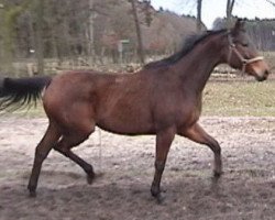 broodmare Scarletta xx (Thoroughbred, 1996, from Law Society xx)