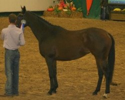 broodmare Scarlettina xx (Thoroughbred, 2004, from Surako xx)