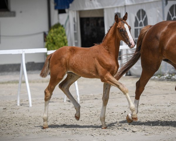 Deckhengst Moreno (Schweizer Warmblut, 2020, von Candy de Nantuel)