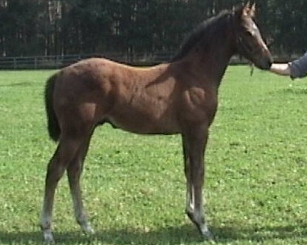 stallion Argoo xx (Thoroughbred, 2005, from Goofalik xx)