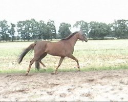 broodmare Hosita xx (Thoroughbred, 1999, from Lomitas xx)