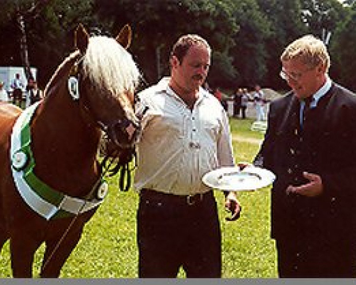 stallion Norlan (7,81% ox) (Edelbluthaflinger, 1992, from Nordano (9,375% ox))