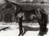 stallion Modus xx (Thoroughbred, 1960, from Bernardus xx)