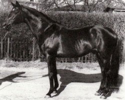 stallion Modus xx (Thoroughbred, 1960, from Bernardus xx)