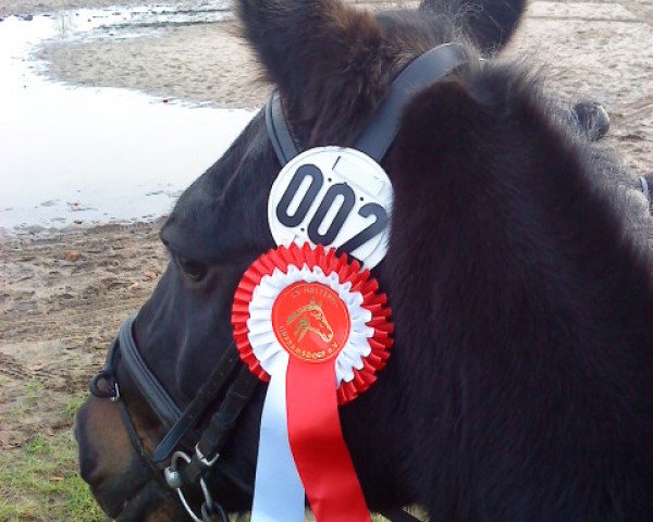 dressage horse Amigo (Traber, 1996)