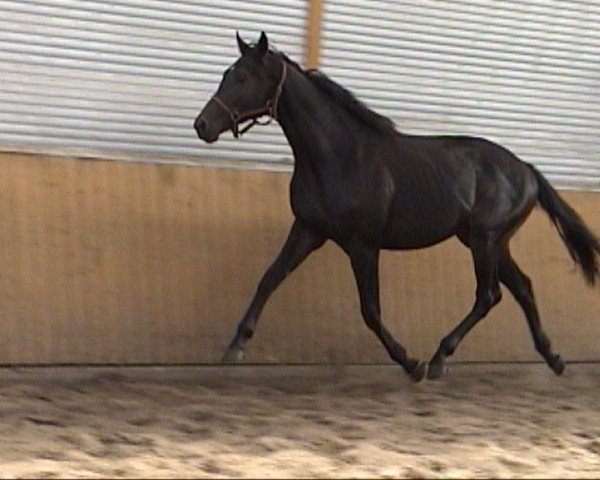 horse Lovely Prince xx (Thoroughbred, 2004, from Prince Thatch xx)