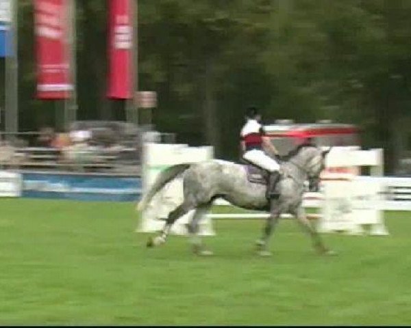 broodmare Cantara 71 (Holsteiner, 2004, from Calido I)