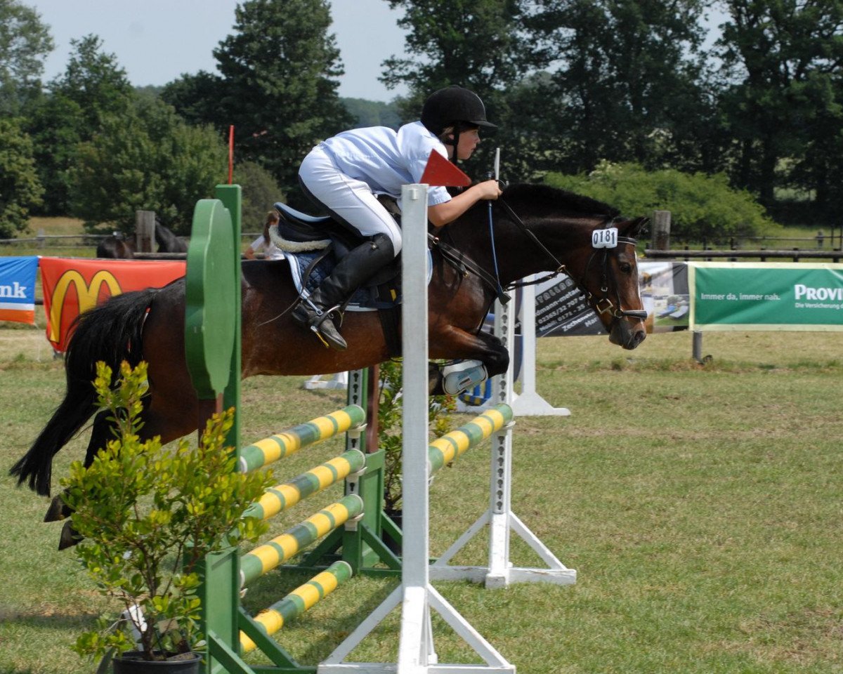 Springpferd Donnerkiehl (Deutsches Reitpony, 2005, von Top Dariano)