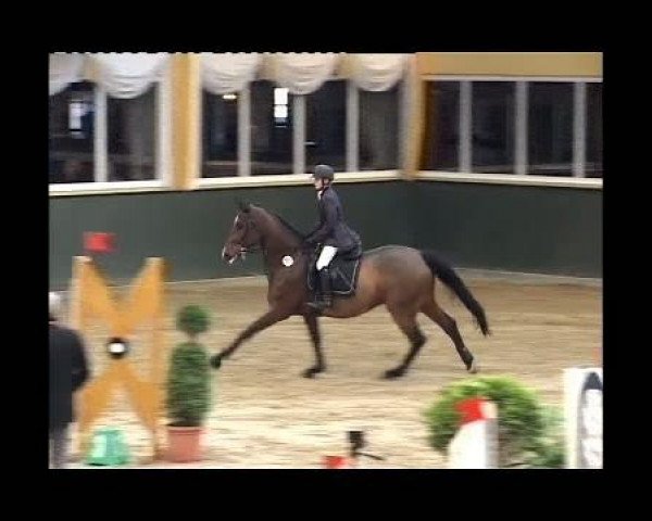 Springpferd Latschu N (Westfale, 2001, von Landino)