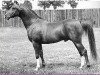 stallion Blue Domino ox (Arabian thoroughbred, 1947, from Rissalix EAO)