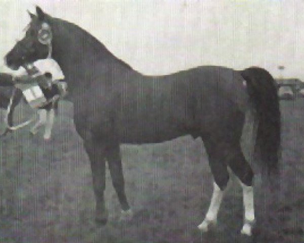 stallion Halma ox (Arabian thoroughbred, 1963, from Ludo ox)