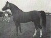 stallion Halma ox (Arabian thoroughbred, 1963, from Ludo ox)