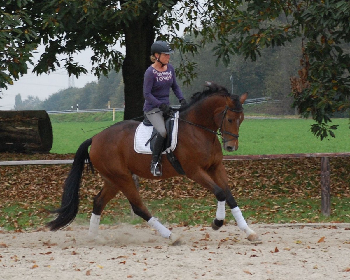 Dressurpferd Rimini (Westfale, 2008, von Rohjuwel OLD)