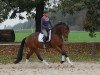 dressage horse Rimini (Westphalian, 2008, from Rohjuwel OLD)