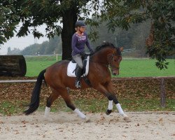 dressage horse Rimini (Westphalian, 2008, from Rohjuwel OLD)