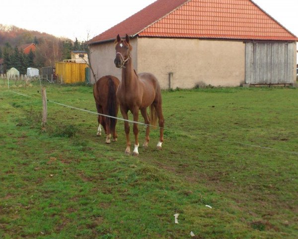 dressage horse Sympli Red (Oldenburg, 2009, from Swarovski)