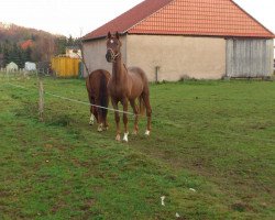 dressage horse Sympli Red (Oldenburg, 2009, from Swarovski)