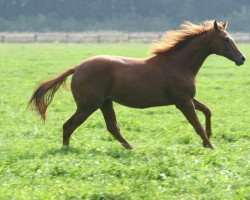 horse Serengeti xx (Thoroughbred, 2004, from Silvano xx)