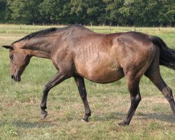 broodmare Mazurka Magica (Trakehner, 1987, from Consul)