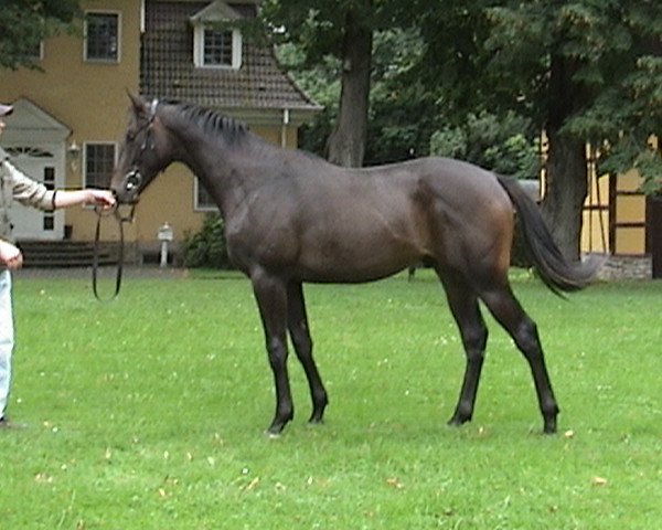 horse Ocaccio xx (Thoroughbred, 2006, from Law Society xx)