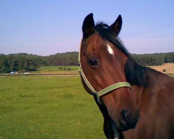 Pferd Fire Boy 3 (Deutsches Reitpony, 1991, von Fiorello)