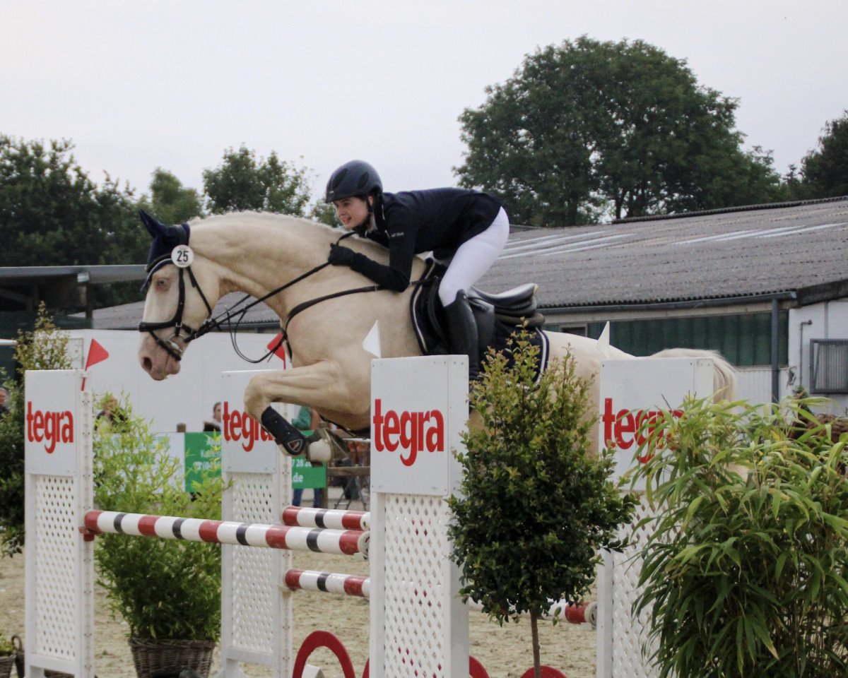 stallion Axell Camaro (Palomino, 2015, from Axell Goldstein)