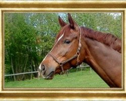 Pferd Wyra (Polnisches Warmblut, 2003, von Rytm)