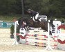 jumper Nova Dg (German Sport Horse, 2017, from Balou du Rouet)