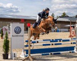 jumper Claire de Balou (German Sport Horse, 2017, from Balou du Rouet)