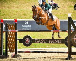 jumper Maharees Rock (Irish Sport Horse, 2010, from Obos Quality)