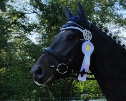 dressage horse Sambuko 3 (Zangersheide riding horse, 2018, from Szamuraj xx)