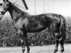 Pferd Fechta (Westfale, 1950, von Fesch)