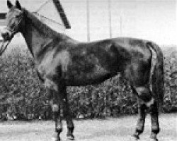 broodmare Fechta (Westphalian, 1950, from Fesch)