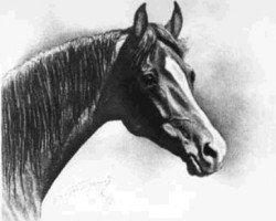 stallion Squirt xx (Thoroughbred, 1732, from Bartlets Childers xx)