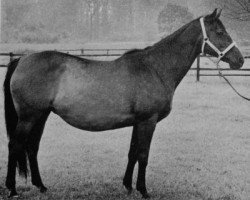 broodmare Malta (Westphalian, 1942, from Oxyd)