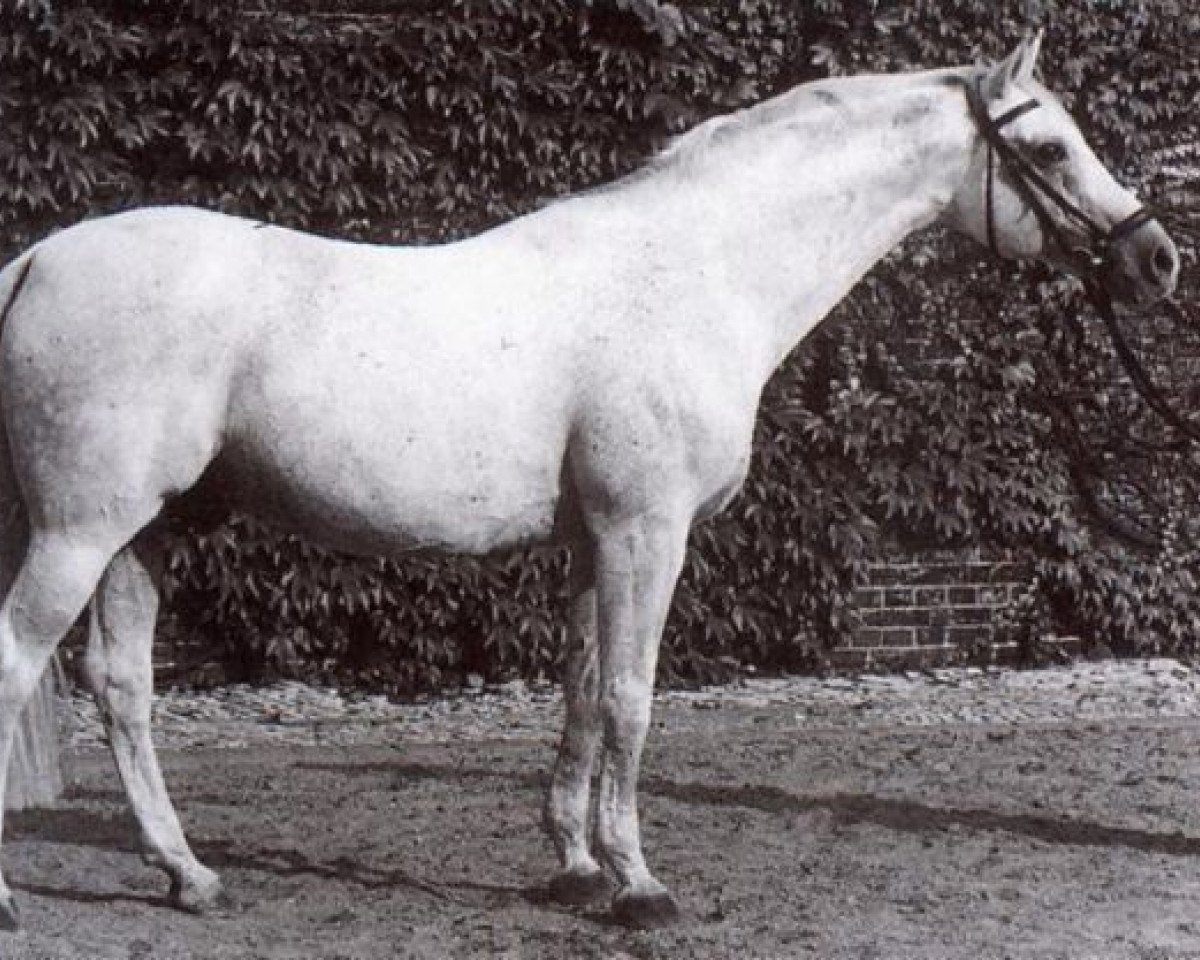 Deckhengst Radetzky (Westfale, 1951, von Ramzes AA)