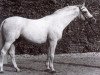 stallion Radetzky (Westphalian, 1951, from Ramzes AA)