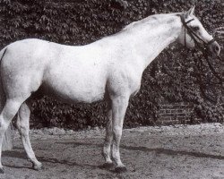 stallion Radetzky (Westphalian, 1951, from Ramzes AA)