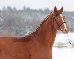 stallion ET Cryozootech (Zangersheide riding horse, 2006, from Espri)